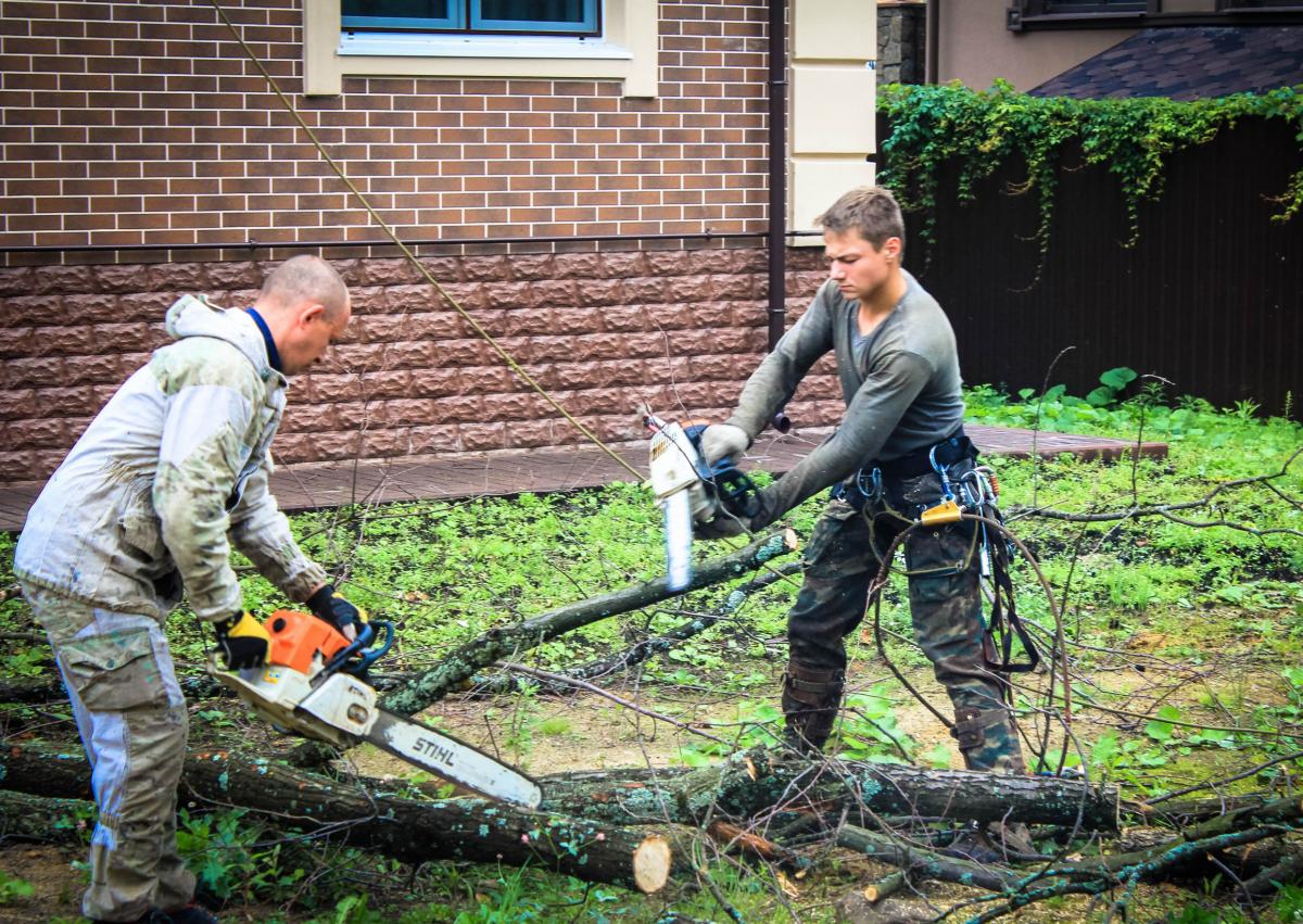 Удаление деревьев на участке