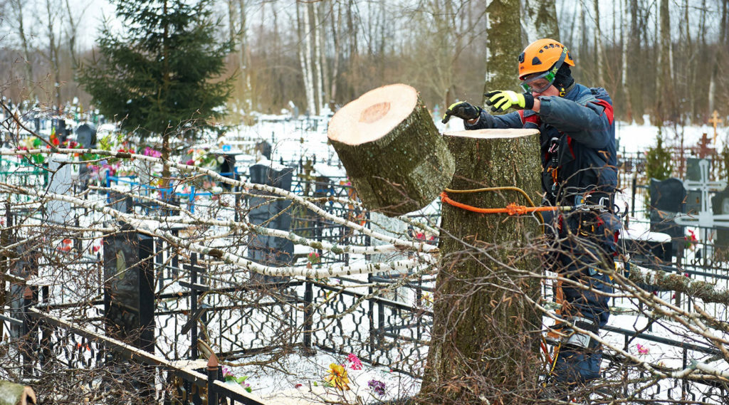 Удаление деревьев на кладбище